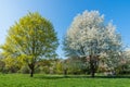 Flowering cherry trees in spring, Germany Royalty Free Stock Photo