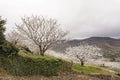 Flowering cherry in Valley of Jerte, Caceres, Spain.