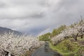 Flowering cherry in Valley of Jerte, Caceres, Spain.