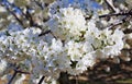 Flowering cherry in Valley of Jerte, Caceres, Spain.