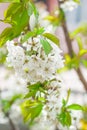 Flowers of the cherry blossoms Royalty Free Stock Photo