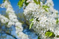 Flowers of the cherry blossoms Royalty Free Stock Photo