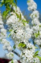 Flowers of the cherry blossoms Royalty Free Stock Photo