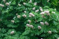 Flowering chestnut (Aesculus hippocastanum)