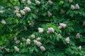 Flowering chestnut (Aesculus hippocastanum)