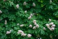 Flowering chestnut (Aesculus hippocastanum)