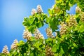 Flowering chestnut  on the background of a blue sky in sunny weather. Copy space_ Royalty Free Stock Photo