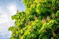 Flowering chestnut  on the background of a blue sky with white clouds in sunny weather_ Royalty Free Stock Photo