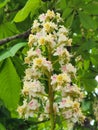 Flowering chestnut. Flowers of the chestnut tree. Background for a postcard