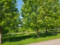 Flowering chestnut. Green trees