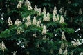 Flowering chestnut tree