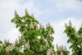 Flowering chestnut tree against a blue sky. Beautiful summer background. Royalty Free Stock Photo