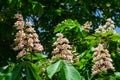 Flowering chestnut tree Royalty Free Stock Photo