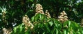 Flowering chestnut tree Royalty Free Stock Photo
