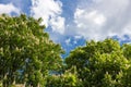 Flowering chestnut tree and blue sky