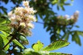 Flowering chestnut. white flowers of a flowering chestnut tree against a background of blue sky. concepts of spring flowering and Royalty Free Stock Photo