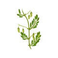 Flowering chickpea plant with green leaves. Leguminous culture. Agricultural crop. Flat vector design