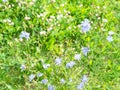 Flowering chicory plant and blurred clover meadow