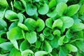 Flowering chinese cabbage Royalty Free Stock Photo