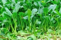 Flowering chinese cabbage Royalty Free Stock Photo