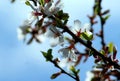 Unusual fluffy branches are adorned with delicate weightless white petals of numerous flowers. Royalty Free Stock Photo