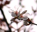 Unusual fluffy branches are adorned with delicate weightless white petals of numerous flowers. Royalty Free Stock Photo