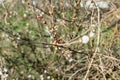 Flowering Chinese cherry tree, shrub in early spring in the orchard in the garden. Thin twigs with swollen buds and buds. Royalty Free Stock Photo