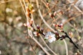 Flowering Chinese cherry tree, shrub in early spring in the orchard in the garden. Thin twigs with swollen buds and buds. Royalty Free Stock Photo