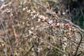 Flowering Chinese cherry tree, shrub in early spring in the orchard in the garden. Thin twigs with swollen buds and buds. Royalty Free Stock Photo