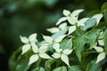 Flowering Chinese dogwood plant in spring Cornus kousa. Royalty Free Stock Photo