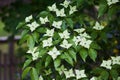 Flowering Chinese dogwood plant in spring Cornus kousa.