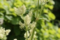 Flowering Chinese rhubarb Rheum officinale plant Royalty Free Stock Photo