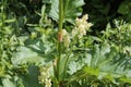 Flowering Chinese rhubarb Rheum officinale plant Royalty Free Stock Photo