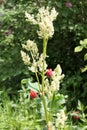 Flowering Chinese rhubarb Rheum officinale plant Royalty Free Stock Photo