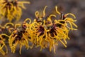 Flowering Chinese witch hazel