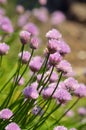 Flowering chive Royalty Free Stock Photo