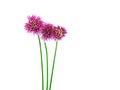 Flowering Chives 1 Royalty Free Stock Photo