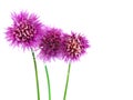 Flowering Chives 2 Royalty Free Stock Photo