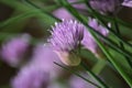 Chives (Allium schoenophrasum)