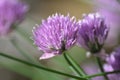 Chives (Allium schoenophrasum)