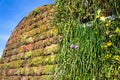 Flowering chives, allium schoenoprassum, on green living wall, vertical garden exterior facade with flowers and plants Royalty Free Stock Photo