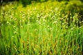 Flowering Chives Royalty Free Stock Photo