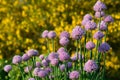 Flowering chives - closeup Royalty Free Stock Photo