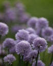 Flowering chives Royalty Free Stock Photo