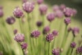 Flowering chives Royalty Free Stock Photo