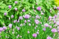 Flowering chives Royalty Free Stock Photo