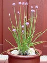 Flowering Chives in a Pot Royalty Free Stock Photo