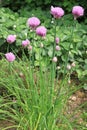 Flowering chives Royalty Free Stock Photo