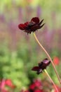 Flowering chocolate plant (Cosmos atrosanguineus)