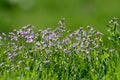 flowering Chorispora tenella